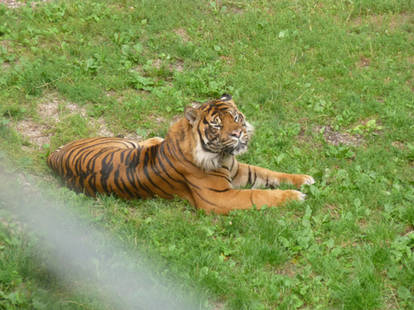 D.Z. 2022 Sumatran Tiger 6