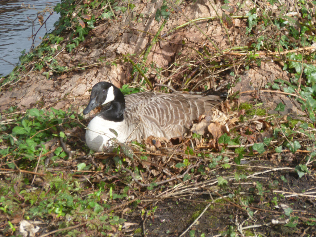 Nesting Goose Drawing Nesting Canada Goose 4 by Captain-Art-Hero on DeviantArt