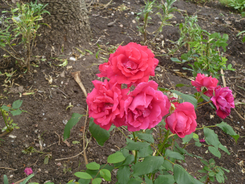 Parking Roses Park Roses by Captain-Art-hero on DeviantArt
