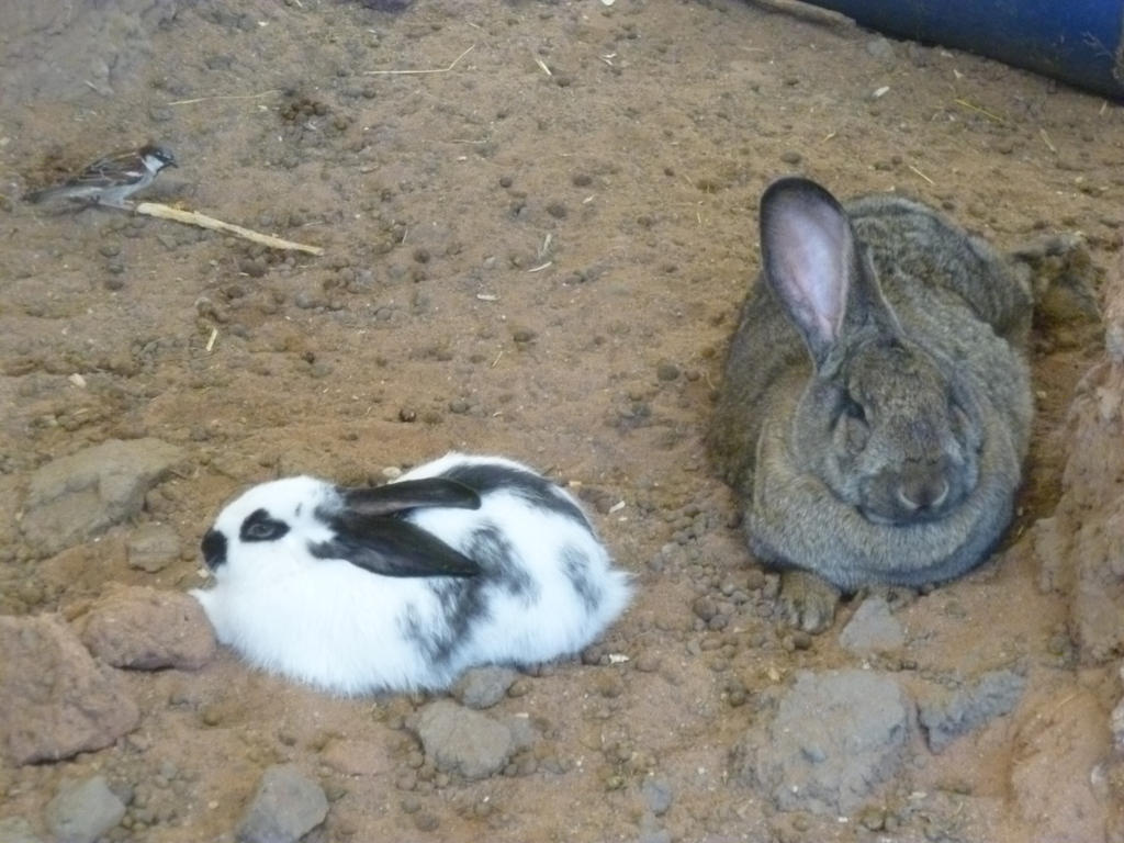 R.A.Z. Two Rabbits 2 by Captain-Art-hero on DeviantArt