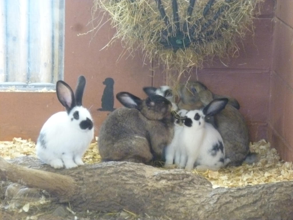 R.A.Z. More Rabbits 2 by Captain-Art-hero on DeviantArt