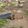 R.A.Z. Black-Tailed Prairie Dog 4