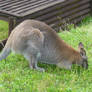 D.Z. 2023 Red-Necked Wallaby 2