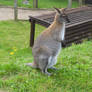 D.Z. 2023 Red-Necked Wallaby 5