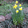 Park Daffodils 5