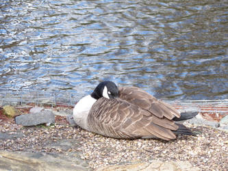 Sleeping Canada Goose 2