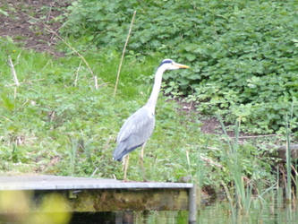 Grey Heron on Dock