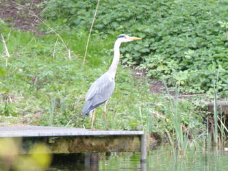 Grey Heron on Dock 2