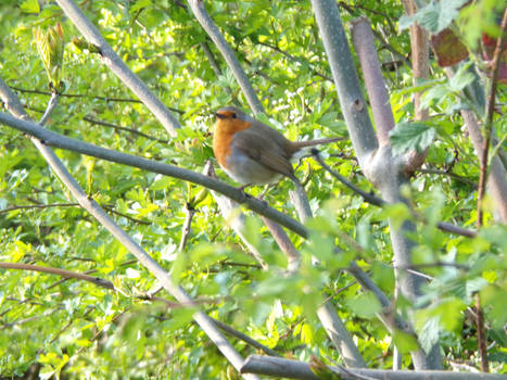 Cute Little Robin