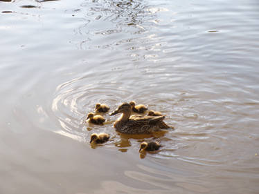 11th Mother Mallard and Ducklings 3