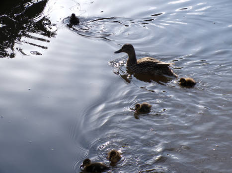 11th Mother Mallard and Ducklings 4