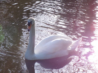 Male Mute Swan 3