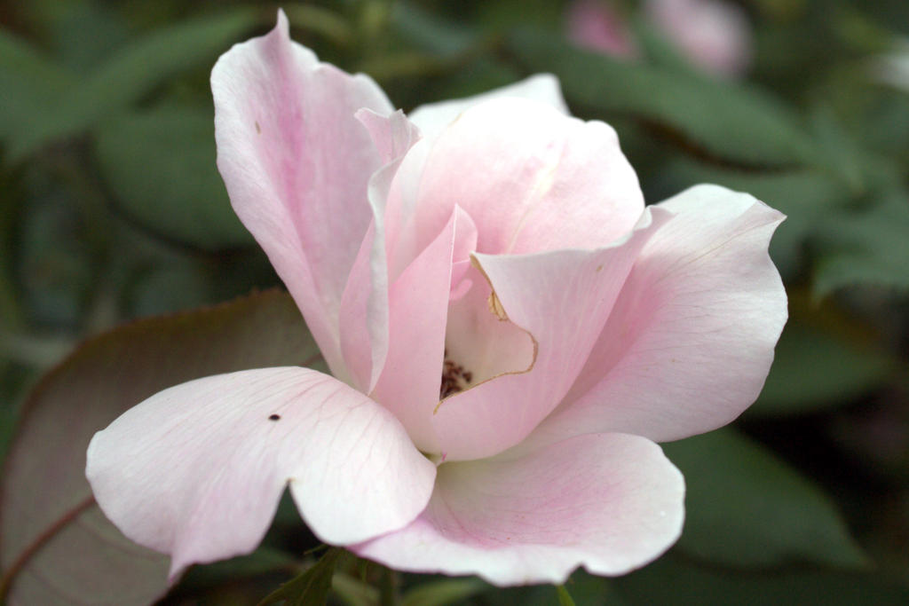 Modest Flower by Specter64 on DeviantArt