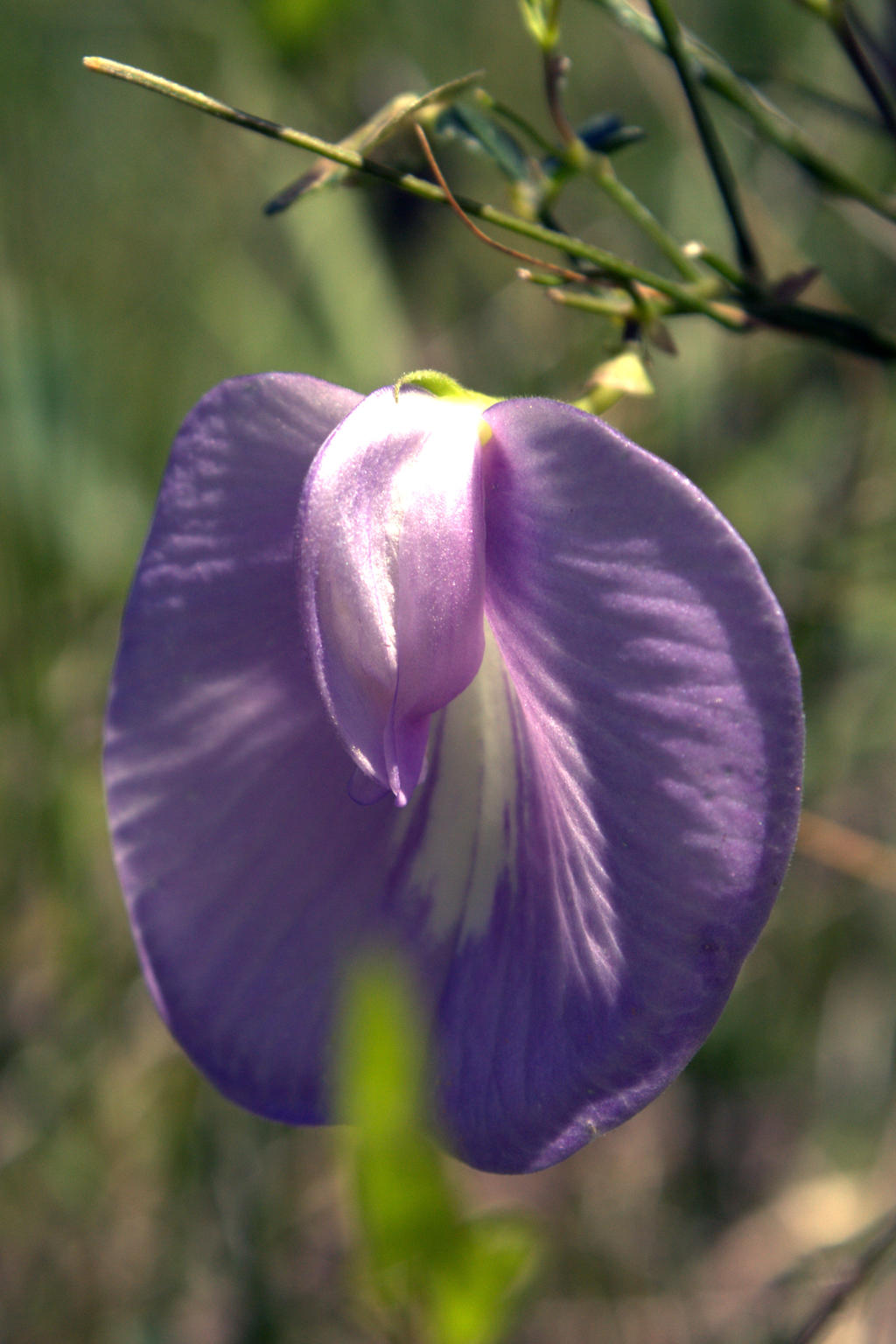 Sleepy Flower