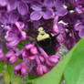 Sunshine Lilacs and BumbleBees