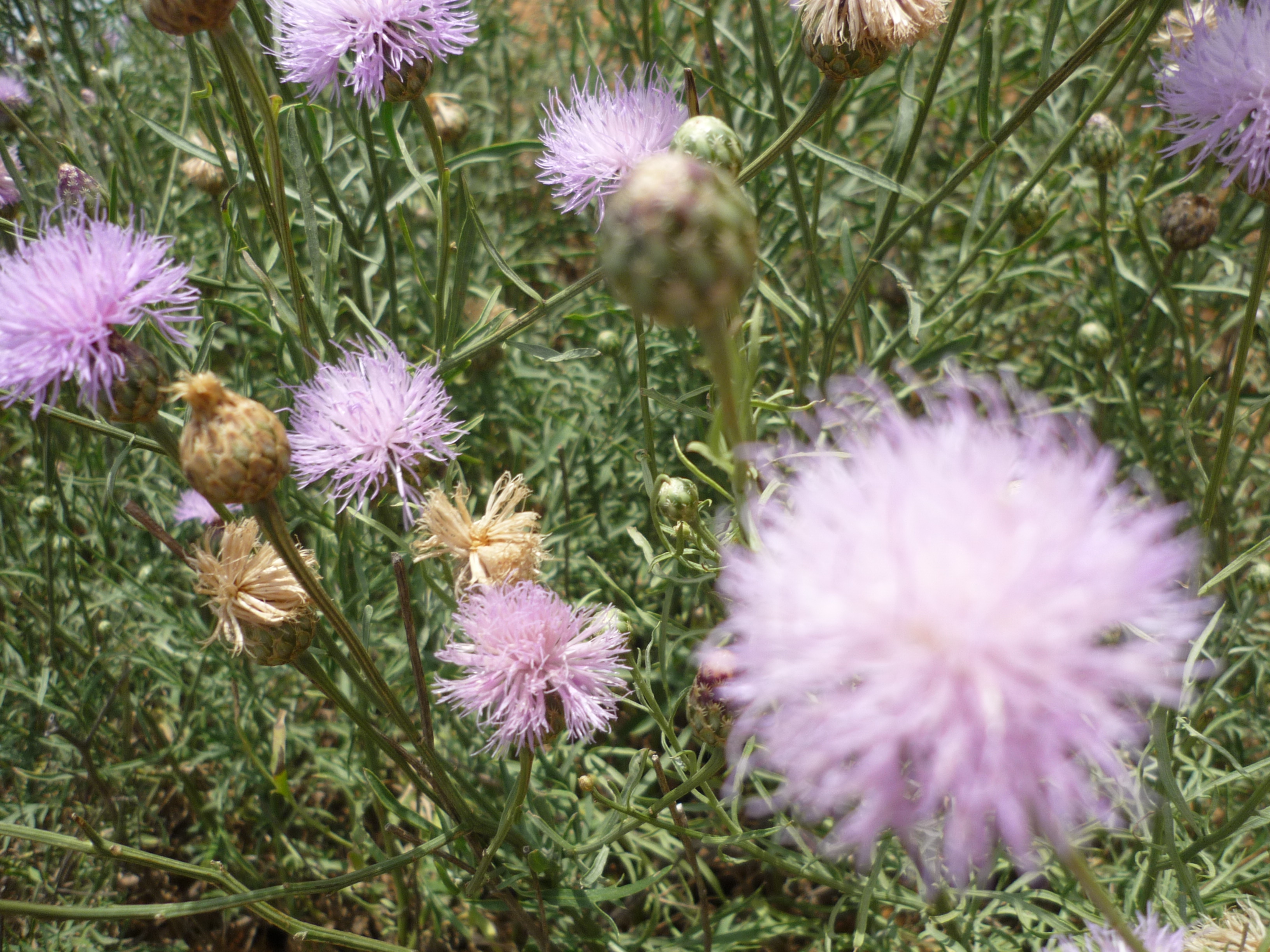 Purple flowers.