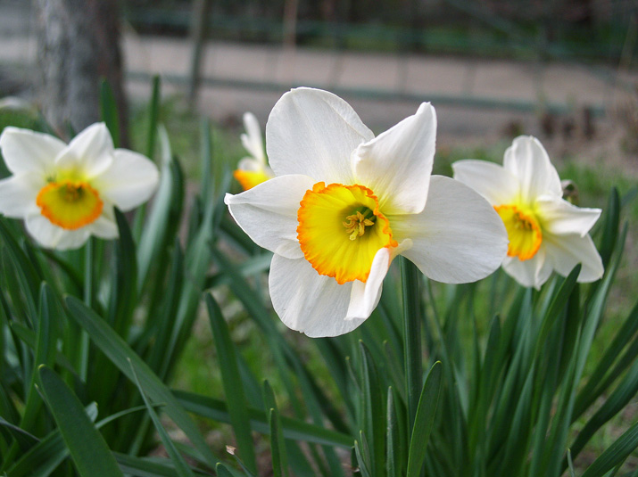 spring flowers