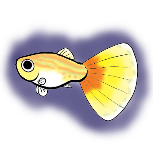 MAM series - guppy by EvilDarkSide on DeviantArt MAM series - guppy by EvilDarkSide on DeviantArt