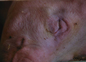 Slumberous Pig