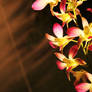 Orchid