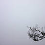 Tree Branch