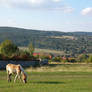 Landscape with Pony