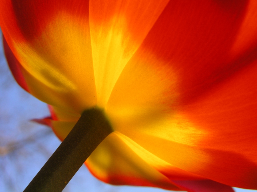 Tulip in the Sun