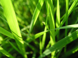 Me Grass II