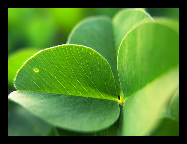 Cloverleaf III by eyeJ on DeviantArt Cloverleaf III by eyeJ on DeviantArt