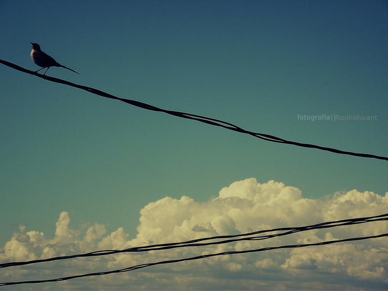 Lonely bird_2