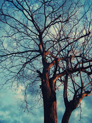 branches_2