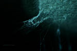 spiderwebs 3 by noohohIcant