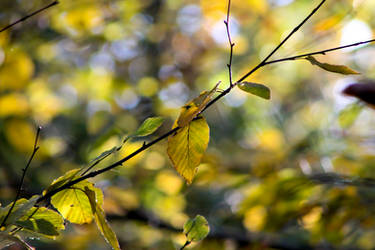 Summer Leaves