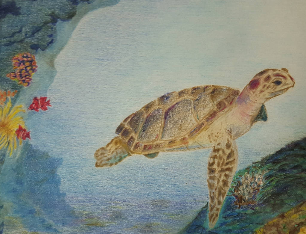 Color Pencil Turtle 150815 Sea Turtle Colored Pencil by Staywarm on DeviantArt