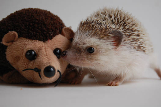 two hedgehogs