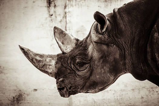 Rhino