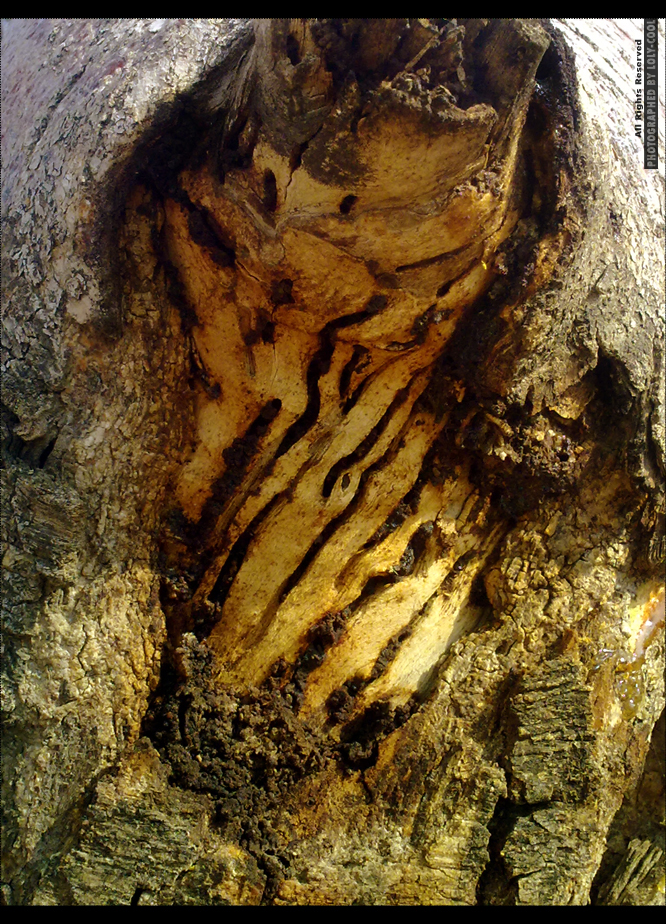 Tree Trunk