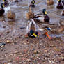 Hungry Ducks