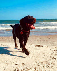 Bella at the Beach