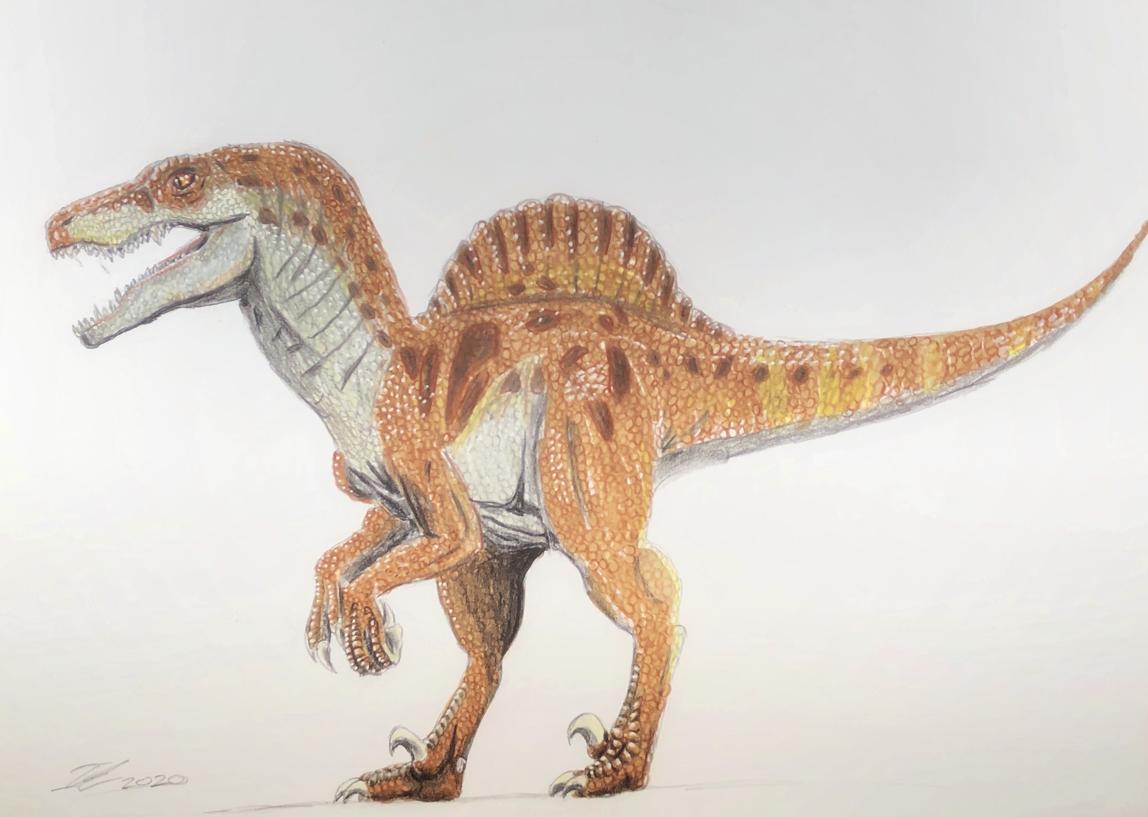 Spinal Raptor Spinoraptor drawing by iyadelchommali on DeviantArt