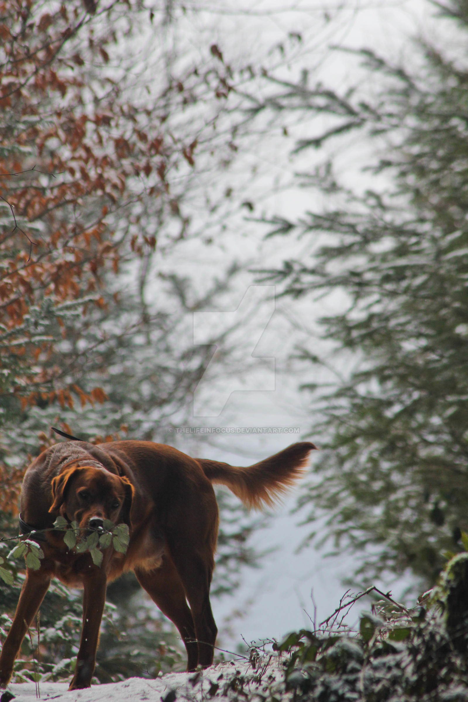 Snowdog