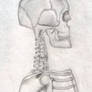 Skeleton