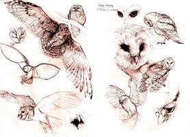 Study of Owls