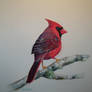 Cardinal Study