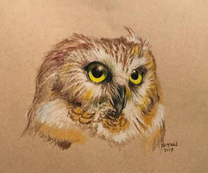 Owl Sketch