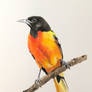 Oriole Study