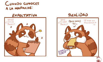 Pachi Expectativa - Realidad