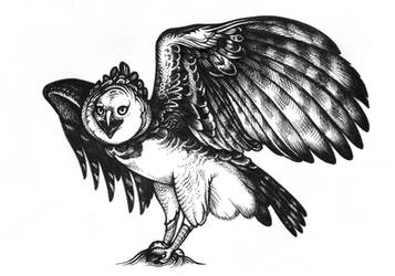 Harpy Eagle