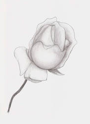 .:: Rose ::.