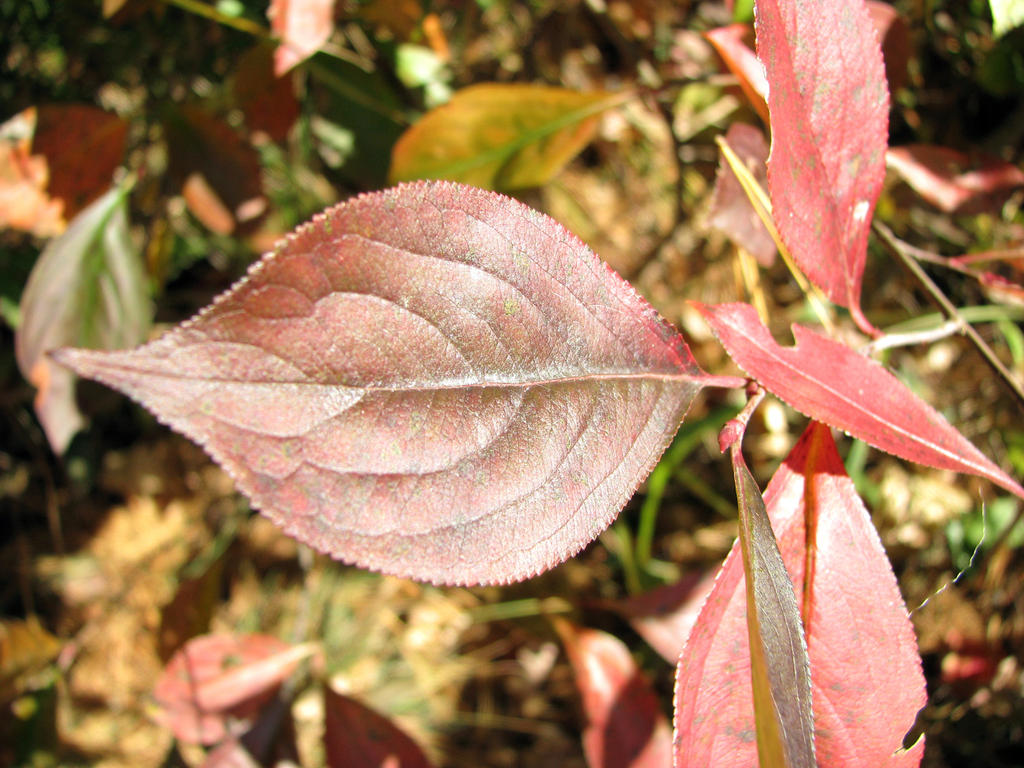 Red Leaf